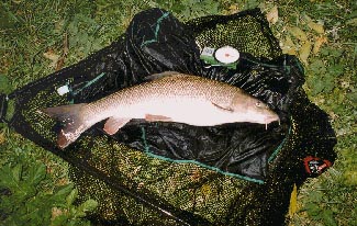 Carp Sack!